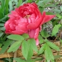 Peony01025.jpg