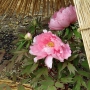 Peony01030.jpg