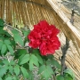 Peony01039.jpg