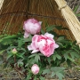 Peony01043.jpg