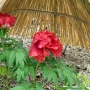 Peony01044.jpg