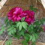 Peony01045.jpg