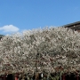 dazaifu0202.jpg