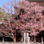 dazaifu0203.jpg