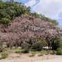 dazaifu0206.jpg