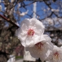 dazaifu0213.jpg