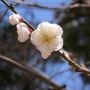 dazaifu0215.jpg