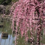 dazaifu0219.jpg