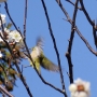 dazaifu0303.jpg