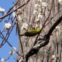 dazaifu0305.jpg