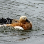 shelduck0001.jpg