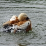 shelduck0002.jpg