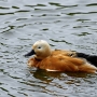 shelduck0004.jpg