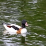 c_shelduck0001.jpg