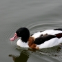 c_shelduck0003.jpg