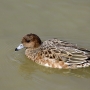 wigeon_female0001.jpg