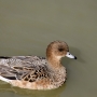 wigeon_female0002.jpg