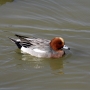 wigeon_male0001.jpg