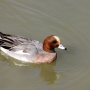 wigeon_male0002.jpg