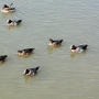 wigeon_male0101.jpg