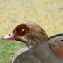 e_goose0004.jpg