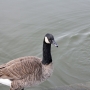 c_goose0003.jpg