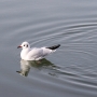 b_h_gull002.jpg