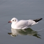 b_h_gull005.jpg