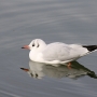 b_h_gull009.jpg