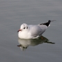 b_h_gull010.jpg