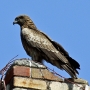 black_kite01.jpg