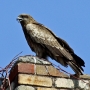 black_kite02.jpg