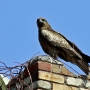 black_kite03.jpg