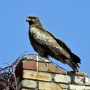 black_kite04.jpg