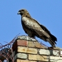 black_kite05.jpg