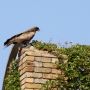 black_kite06.jpg