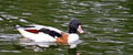 03_c_shelduck0002.jpg