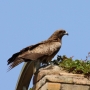 black_kite10.jpg