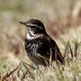 dusky_thrush001.jpg