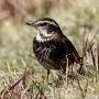 dusky_thrush01.jpg