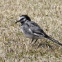 white_wagtail002.jpg