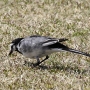 white_wagtail003.jpg