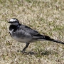 white_wagtail004.jpg