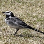 white_wagtail005.jpg