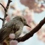 b_e_bulbul004.jpg