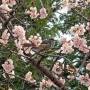 b_e_bulbul005.jpg