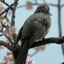 b_e_bulbul008.jpg