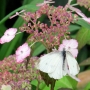 s_cabbage_white06.jpg