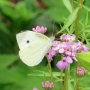 s_cabbage_white09.jpg