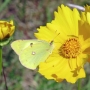 yellow_cosmos002.jpg